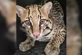 Steven, a jaguatirica de São Roque, será solto em área preservada