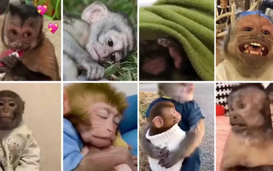 A Realidade Cruel por Trás dos Memes de Macacos: Relatório Revela Maus-Tratos e Exploração