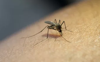 Febre Oropouche: número de casos aumenta no Brasil e preocupa especialistas