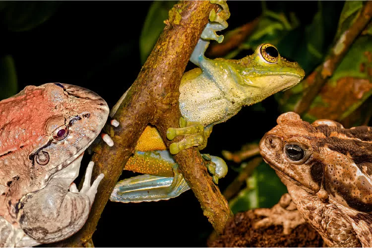 O Instituto Butantan esclarece as diferenças entre sapos, rãs e pererecas, pertencentes à ordem Anura. Cada espécie tem características únicas que ajudam na identificação e na compreensão de seu papel no ecossistema - Foto: Daniel das Neves/Butantan