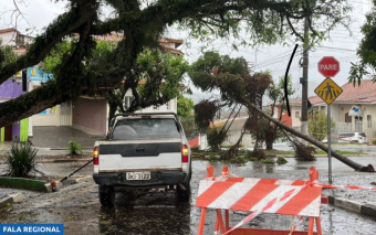Queda de Árvore Causa Interrupção de Energia na Avenida Doutor Olindo Dártora (10/8/2024)