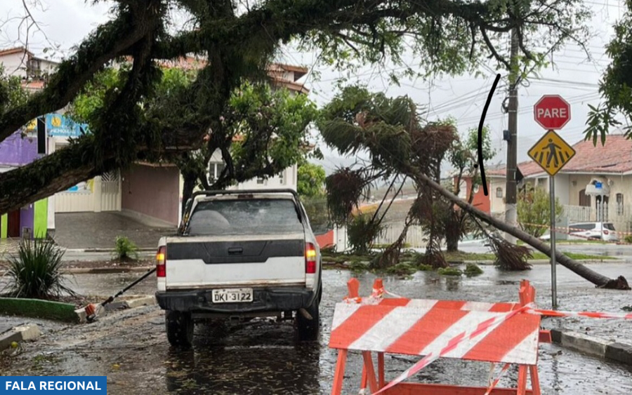 Queda de Árvore Causa Interrupção de Energia na Avenida Doutor Olindo Dártora (10/8/2024)