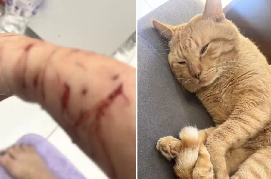 Gato agressivo faz família ‘refém’ dentro da própria casa