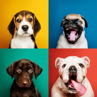 Evolução canina: Cientistas apontam que cães estão entrando em uma nova fase de domesticação