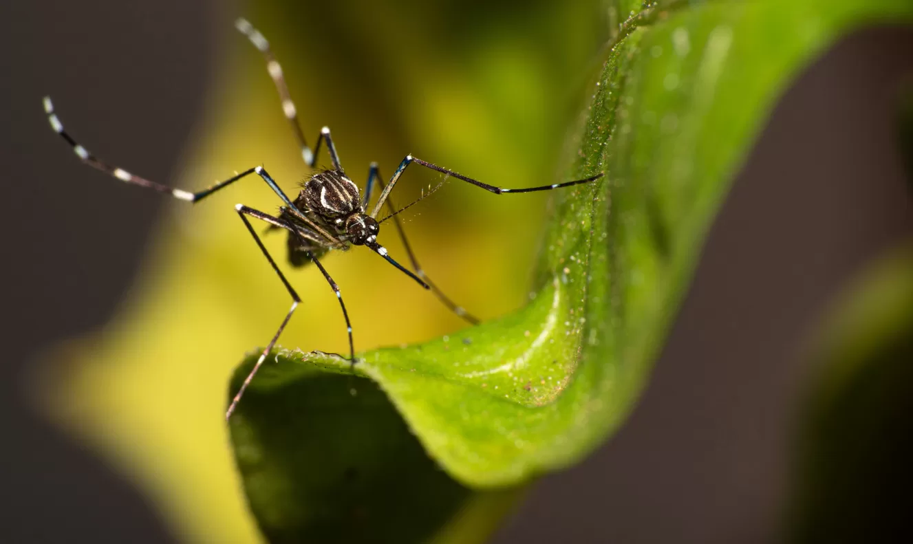 Dengue, coronavírus, influenza, chikungunya: qual a origem dos nomes desses vírus e doenças?