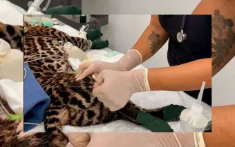 Jaguatirica atropelada em Mairiporã morre após resgate; caso expõe riscos à fauna da Serra da Cantareira