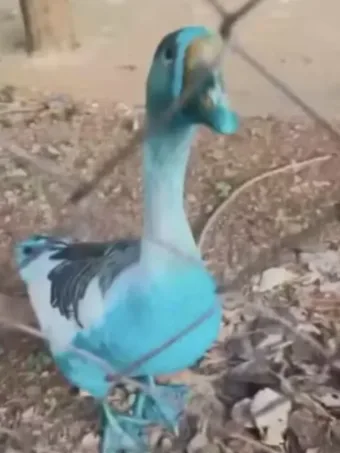 Pato azul em Jundiaí: entenda o acidente que mudou cor de lago