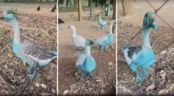 Patos ficam azuis após acidente químico em parque de Jundiaí; Cetesb investiga contaminação ambiental