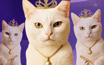 UBS Veterinária de Caieiras ultrapassa 20 mil atendimentos e reforça campanha Julho Dourado