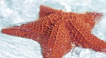 Mistério resolvido: bactéria mortal exterminou 5 bilhões de estrelas-do-mar no Pacífico desde 2013