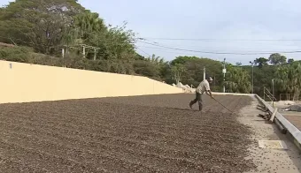 Trump taxa café em 50% e abala exportações de SP; Cafeicultores do interior de SP temem prejuízo com tarifa dos EUA