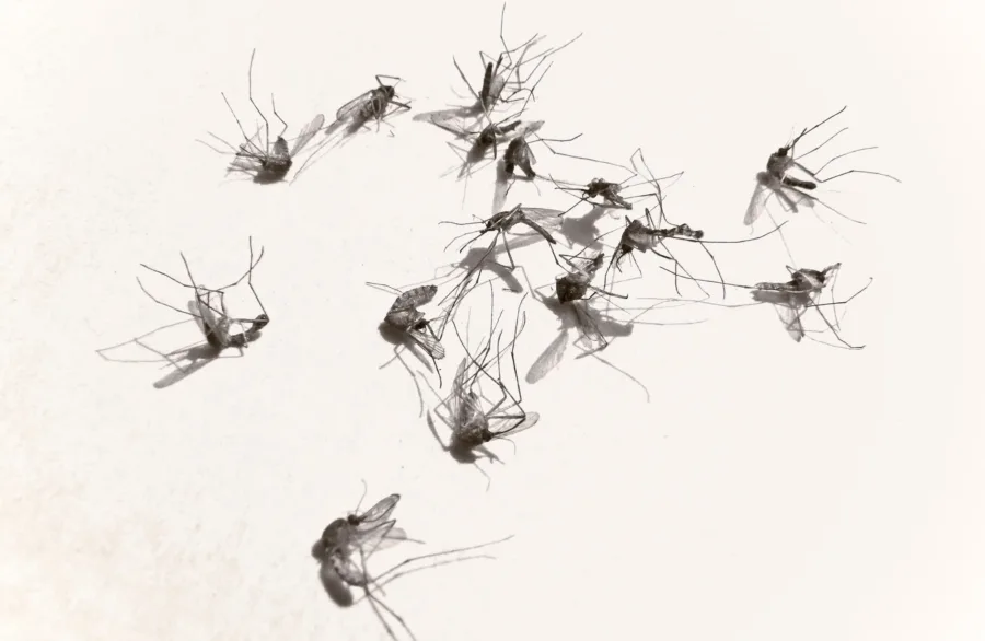 Mosquitos com bactéria natural combatem dengue sem modificar DNA