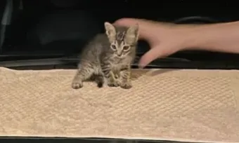 Gatos se escondem em motores e viajam quilômetros sem serem vistos