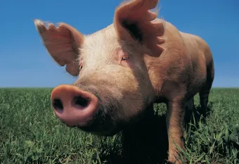 Arte e Cultura invadem Caieiras: encontro revela segredos do acesso e da inclusão cultural