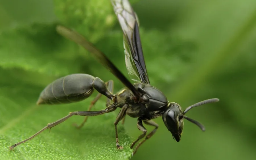 Vespa do DF vira arma contra Alzheimer: UnB testa peptídeo e mira Anvisa, mas falta dinheiro