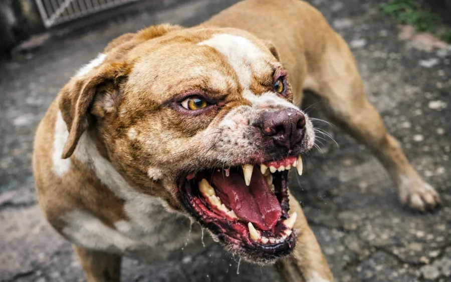 Moradores imaginaram tratar-se de animal perdido, mas afirmam que ele foi solto possivelmente por sua agressividade.