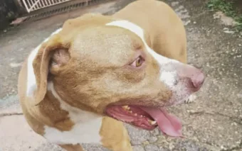 Caieiras em alerta: moradores relatam cão solto agressivo e cobram ação imediata das autoridades