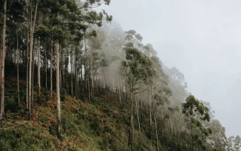 Melhoramentos faz colheita de eucalipto em Caieiras e destaca manejo com padrão FSC