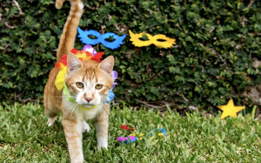 Feriado é campeão de fugas: portão abrindo, visita distraída, pet em pânico. Combine regras com a casa, revise telas e trincos e mantenha plaquinha com telefone.