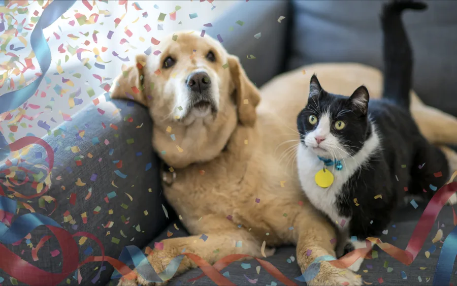 Carnaval vira teste para pets: barulho, calor e fugas disparam alerta de tutores