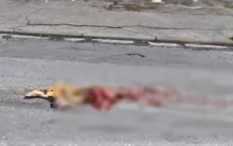 Caramelo, cachorro é encontrado morto após atropelamento no Belém Capela e moradores cobram ação imediata da Prefeitura de Francisco Morato