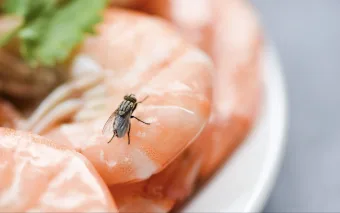 Caieiras registra explosão de moscas e moradores cobram ação imediata