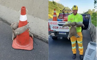 Bicho-preguiça é resgatado após atravessar a Rodovia dos Bandeirantes no km 21 e mobilizar equipes na zona norte de São Paulo