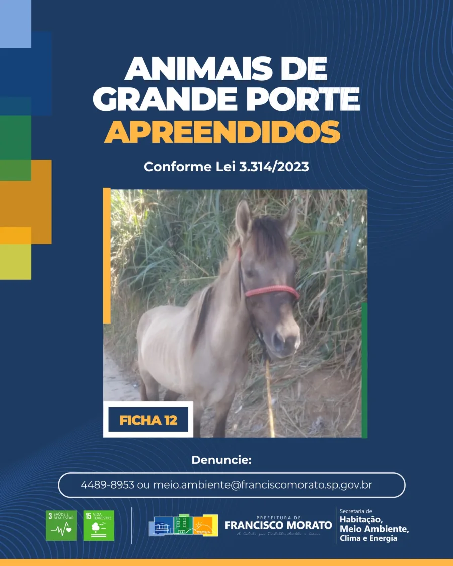 Casos recentes mostram que a presença de cavalos e outros animais em áreas urbanas não é isolada e pode gerar situações críticas. A atuação da prefeitura inclui recolhimento, fiscalização e canais de denúncia, como o telefone 4489-8953 e o e-mail meio.ambiente@franciscomorato.sp.gov.br, que seguem ativos para registro de ocorrências.