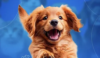 Araçariguama tem Campanha de castração aberta: veja como garantir vaga para cães e gatos