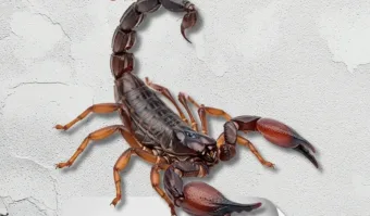 Cajamar orienta população sobre cuidados em casos de picadas de animais peçonhentos