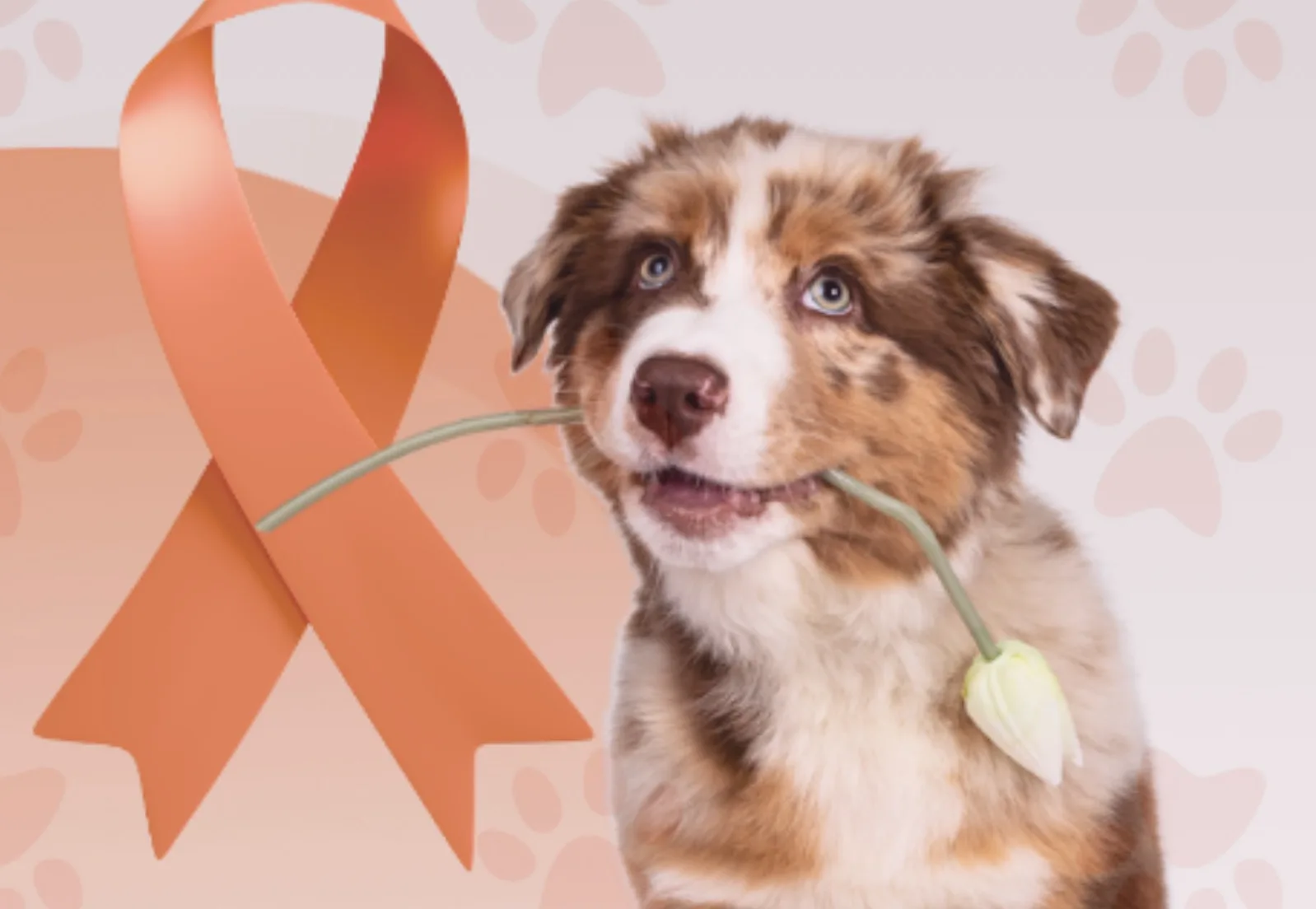 Cajamar tem Abril Laranja: o alerta pelo app que pode salvar a vida dos animais