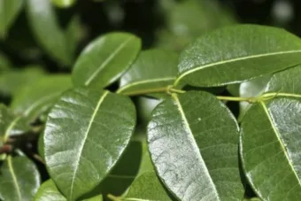 Uma planta brasileira pode barrar o coronavírus? Estudo revela como substância da Copaíba-vermelha, árvore da Mata Atlântica, age em várias frentes contra o vírus