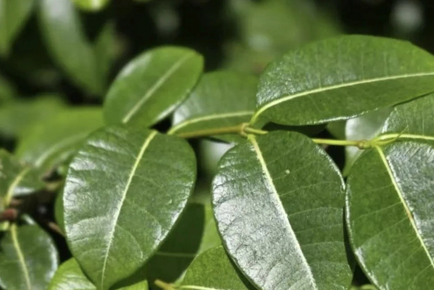 Uma planta brasileira pode barrar o coronavírus? Estudo revela como substância da Copaíba-vermelha, árvore da Mata Atlântica, age em várias frentes contra o vírus