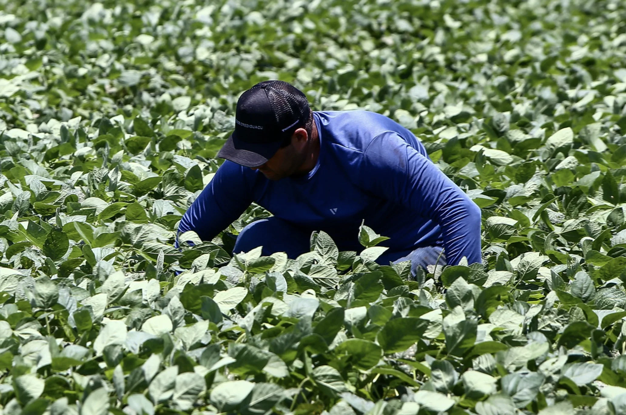 São Paulo amplia presença global no agro e concentra bilhões em exportações no início de 2026