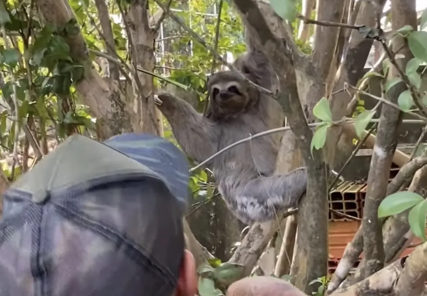 GCM de Franco da Rocha resgata bicho-preguiça em residência e realiza soltura no Parque Estadual do Juquery