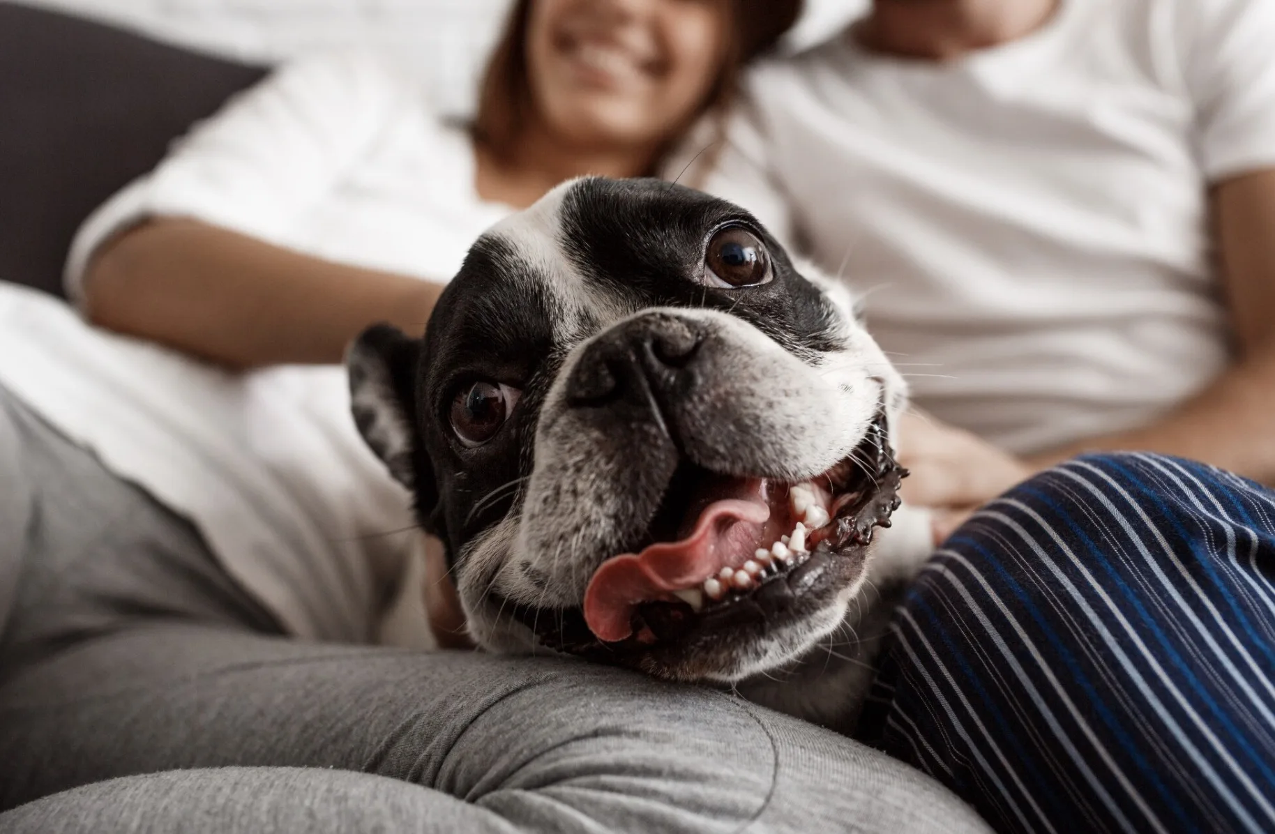 Você vai perder esse encontro de cães? Campeonato em Mairiporã reúne criadores, competições e público no fim de semana