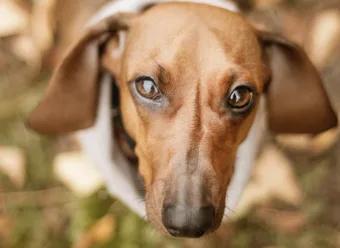 Feira de adoção em Carapicuíba oferece cães e gatos vacinados neste sábado 25/04