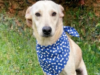 São Roque tem Feira de adoção neste sábado 18/04: entenda como funciona o evento e quem pode adotar um animal