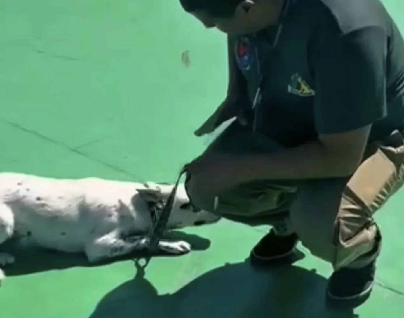 Como cachorro abandonado em parque de Mairiporã levou autoridades a identificar suspeito e iniciar responsabilização