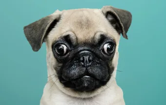 Você pode castrar seu pet de graça em São Paulo e quase ninguém sabe como funciona, descubra o passo a passo completo agora