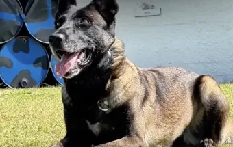 Cães da Guarda de Jundiaí: “Parece brincadeira, mas eles estão em treinamento”; treino reforça atuação em operações de segurança