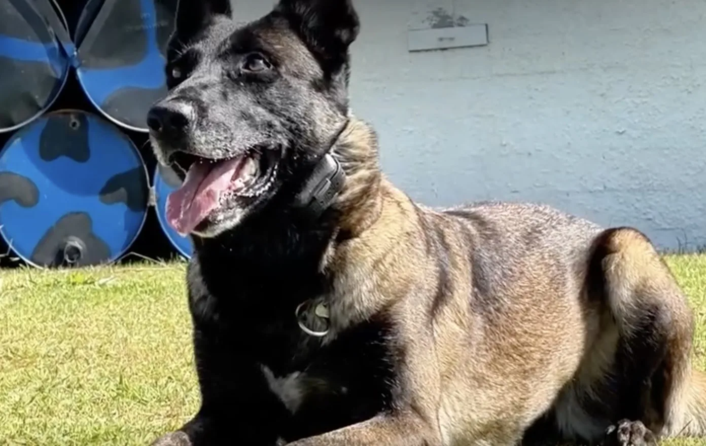 Cães da Guarda de Jundiaí: “Parece brincadeira, mas eles estão em treinamento”; treino reforça atuação em operações de segurança