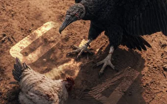 Flamengo venceu o Atlético-MG com goleada de 4 a 0 fora de casa e ainda deu resposta para o Galo nas redes sociais