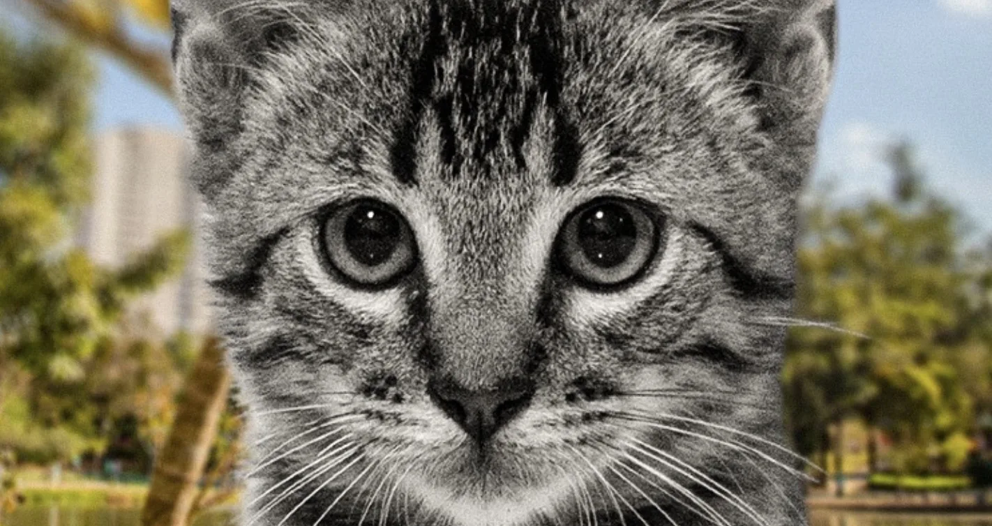 Feira de adoção de pets: oportunidade em Barueri para encontrar um novo amigo