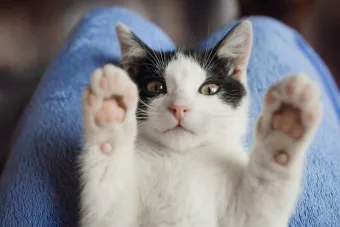 Prefeitura de São Paulo organiza evento com cerca de 100 gatos disponíveis para adoção neste sábado 25/04