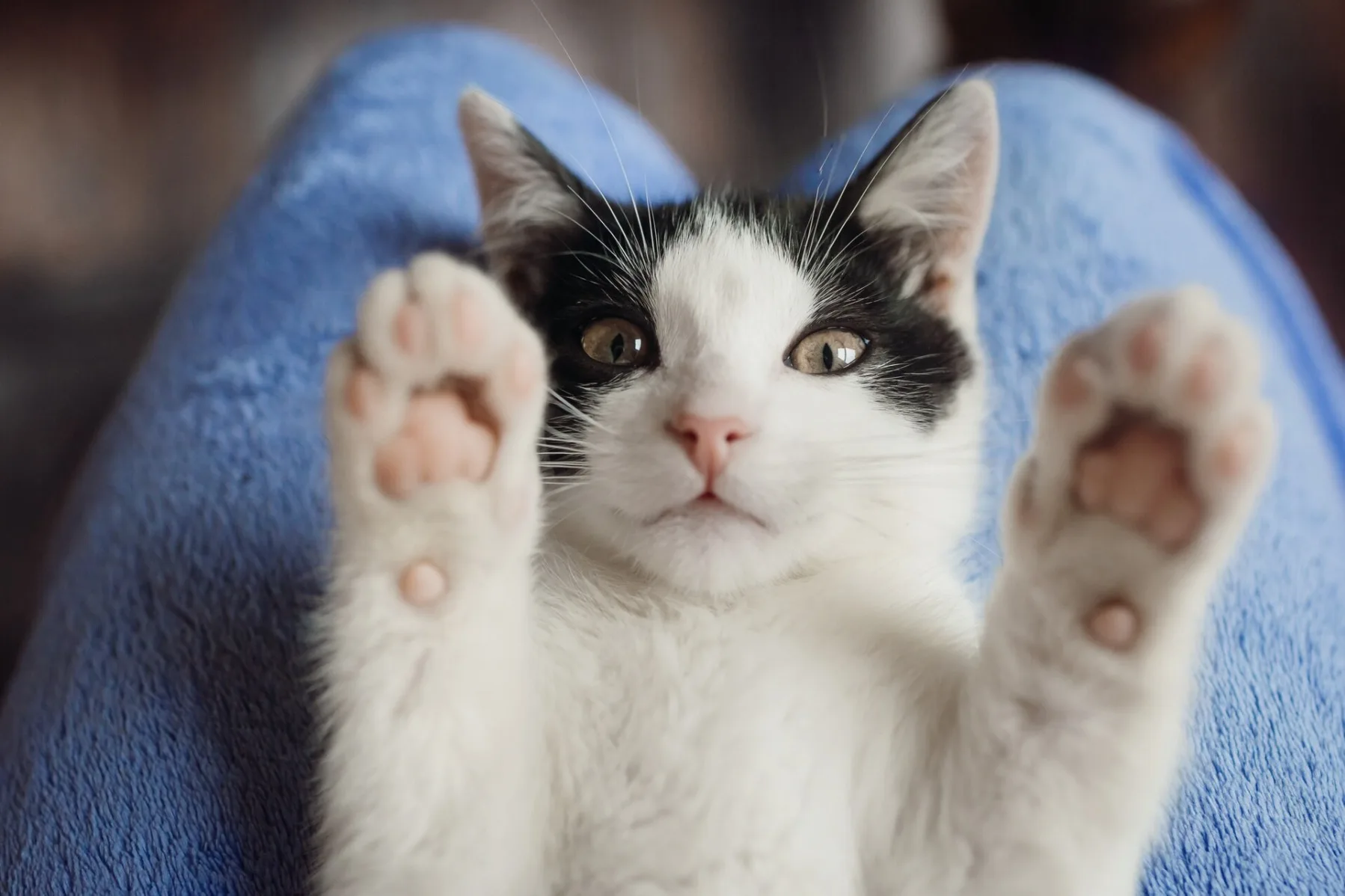 Prefeitura de São Paulo organiza evento com cerca de 100 gatos disponíveis para adoção neste sábado 25/04