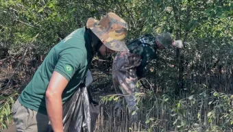 Mangue-maçã no Brasil: entenda a invasão e os riscos ambientais no litoral de SP