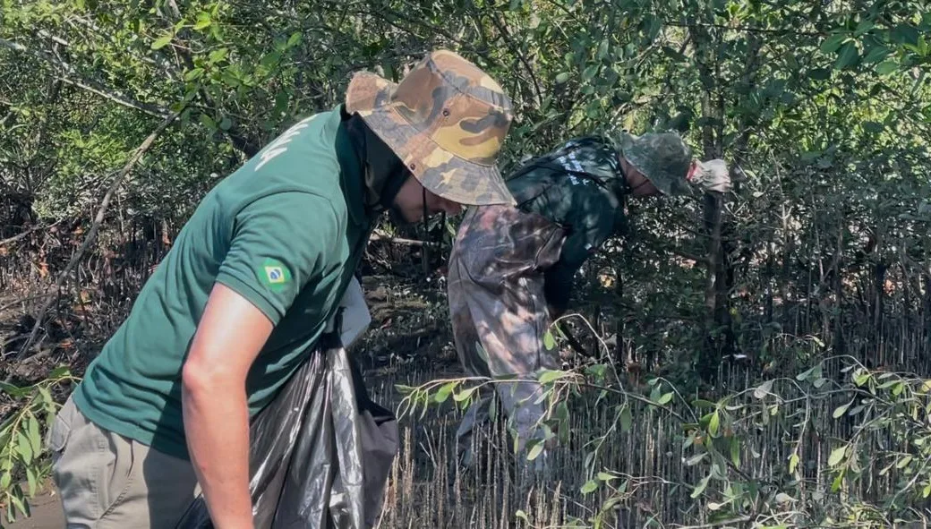 Mangue-maçã no Brasil: entenda a invasão e os riscos ambientais no litoral de SP