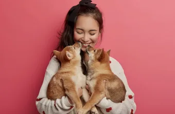 Como identificar sinais de câncer em pets: entenda os sintomas silenciosos e o que observar no dia a dia