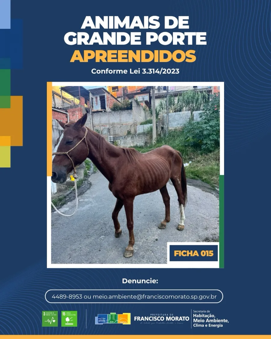 A divulgação reacendeu discussões sobre abandono de animais, circulação em ruas residenciais e acidentes envolvendo cavalos em áreas urbanas. Segundo a prefeitura, denúncias podem ser feitas diretamente pelos canais oficiais da Secretaria de Habitação, Meio Ambiente, Clima e Energia, responsável pelo atendimento dessas ocorrências.